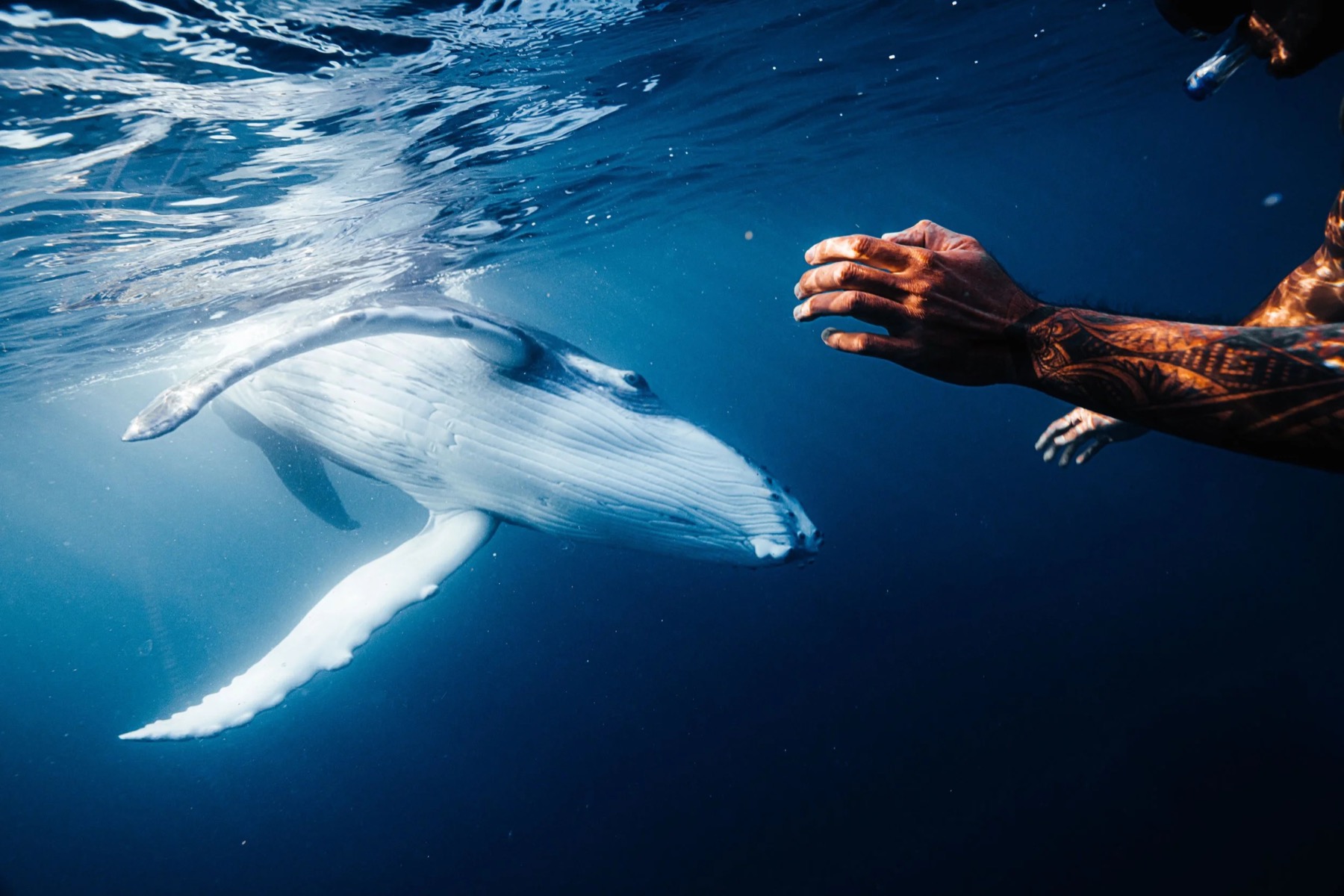 A humpback whale calf under the surface off Mo'orea, a swimmer's hand reaching towards it