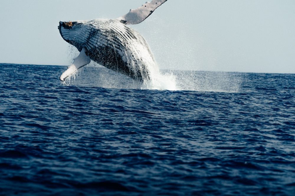 Humpback whale breaching off Mo'orea