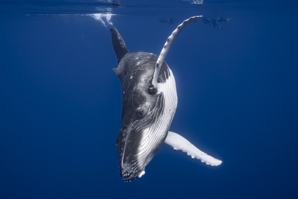 Humpback calf hanging vertical with white pectorals in a sunbeam, Tahiti