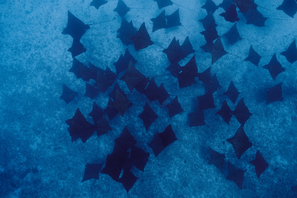 School of eagle rays over sand, Mo'orea