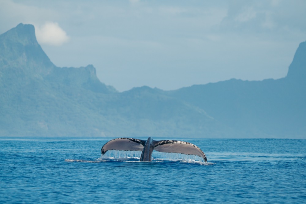 Humpback whale fluke at the surface with Mo'orea's peaks behind