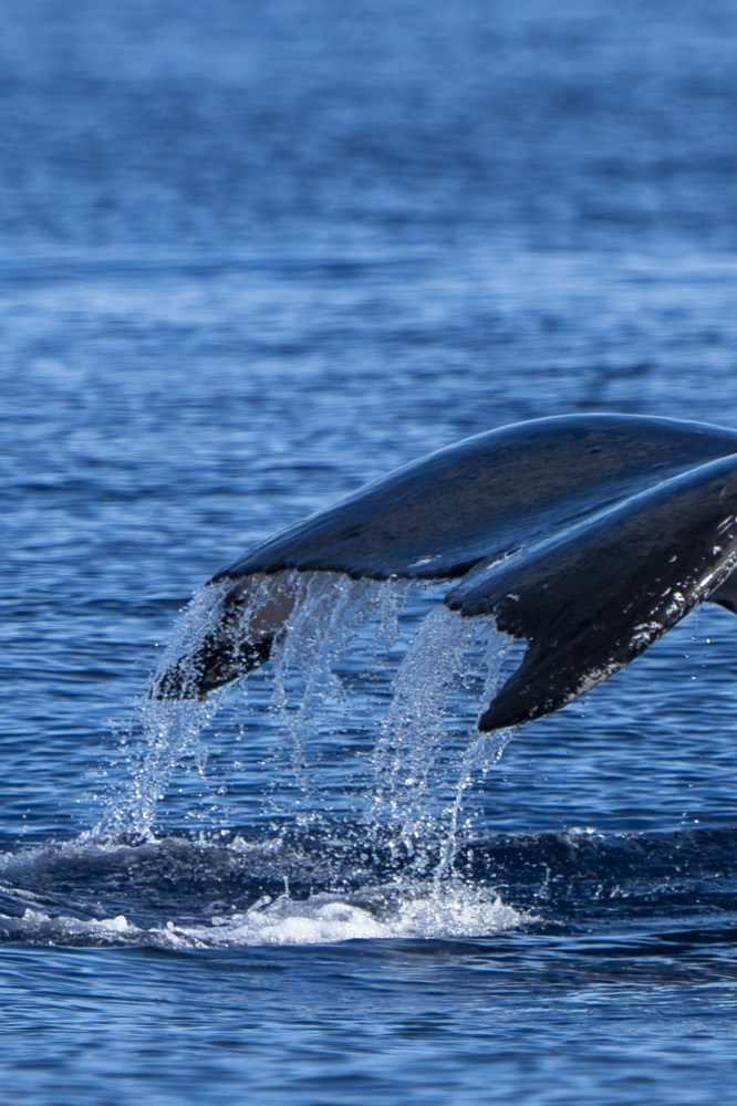 Humpback fluke lifting with water pouring off, Tahiti