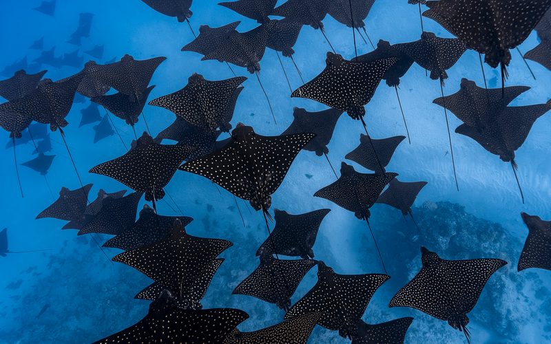 A school of spotted eagle rays gliding over the reef