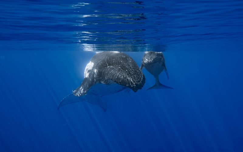 Humpback mother and calf just under the surface, sunrays below