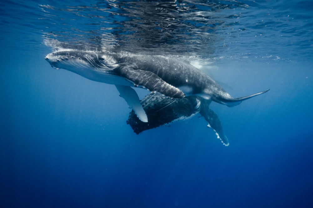 Humpback mother and calf close to the surface in blue water, Mo’orea