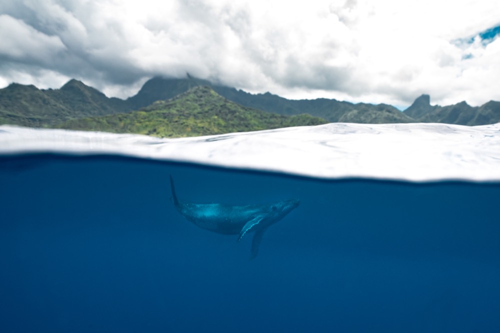 Split frame: Mo'orea's peaks above the waterline, a humpback whale below