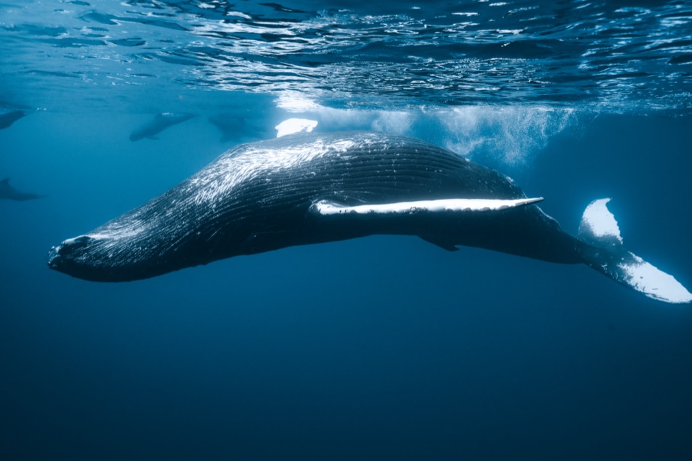 Humpback whale with a long white pectoral fin passing just under a rippled surface, Mo’orea