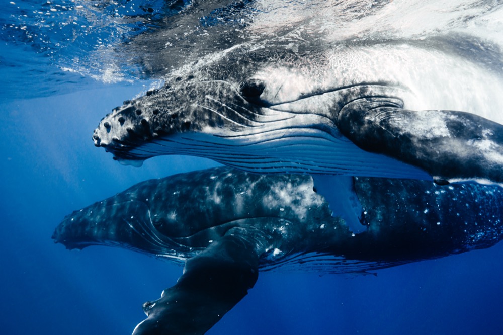 Humpback calf resting on its mother, Mo'orea