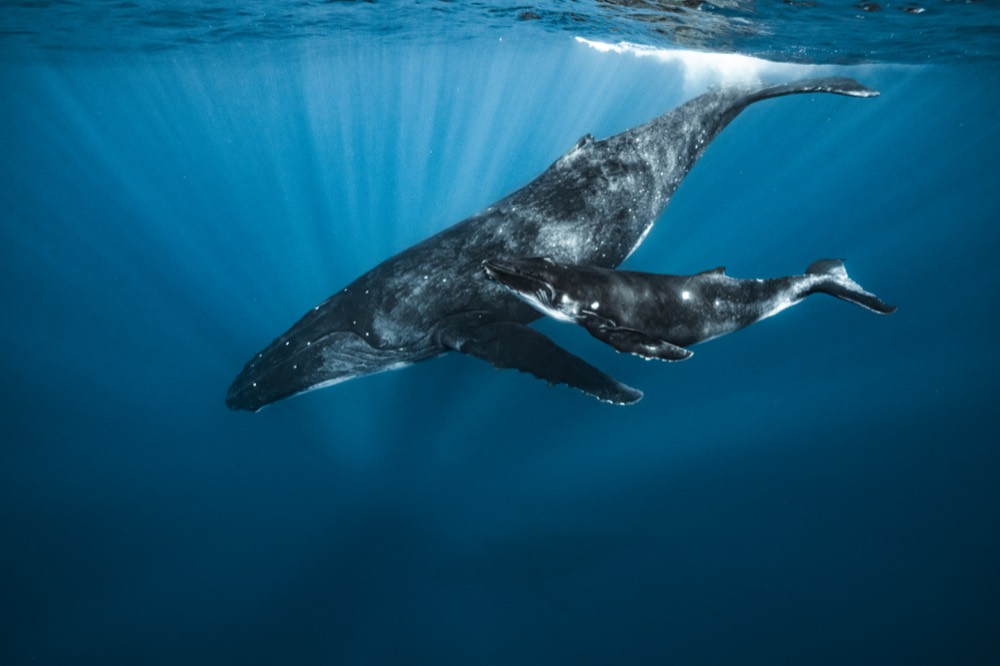 Mother and calf humpback whale side by side in sunrays, Tahiti