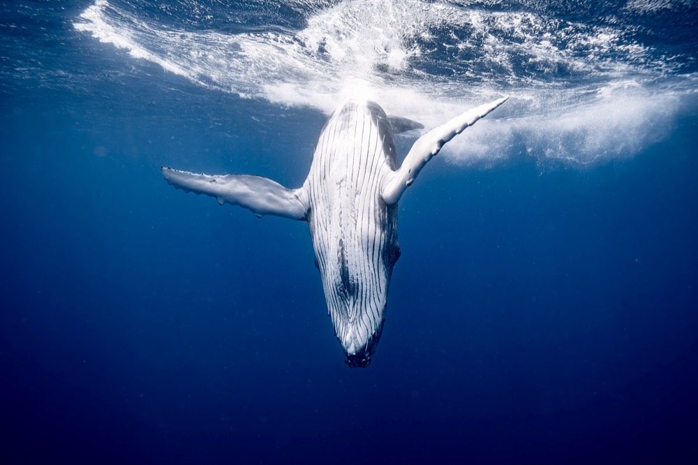 Humpback whale rolling belly-up under the surface, Tahiti