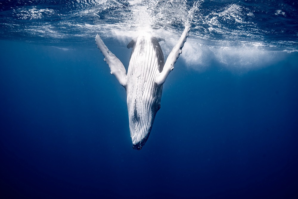Humpback whale rolling, white belly to the light, Tahiti
