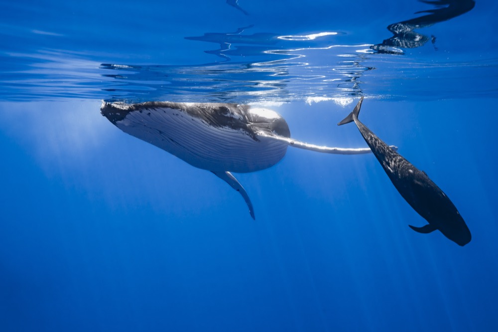 Mother humpback, calf and escort near the surface, Tahiti