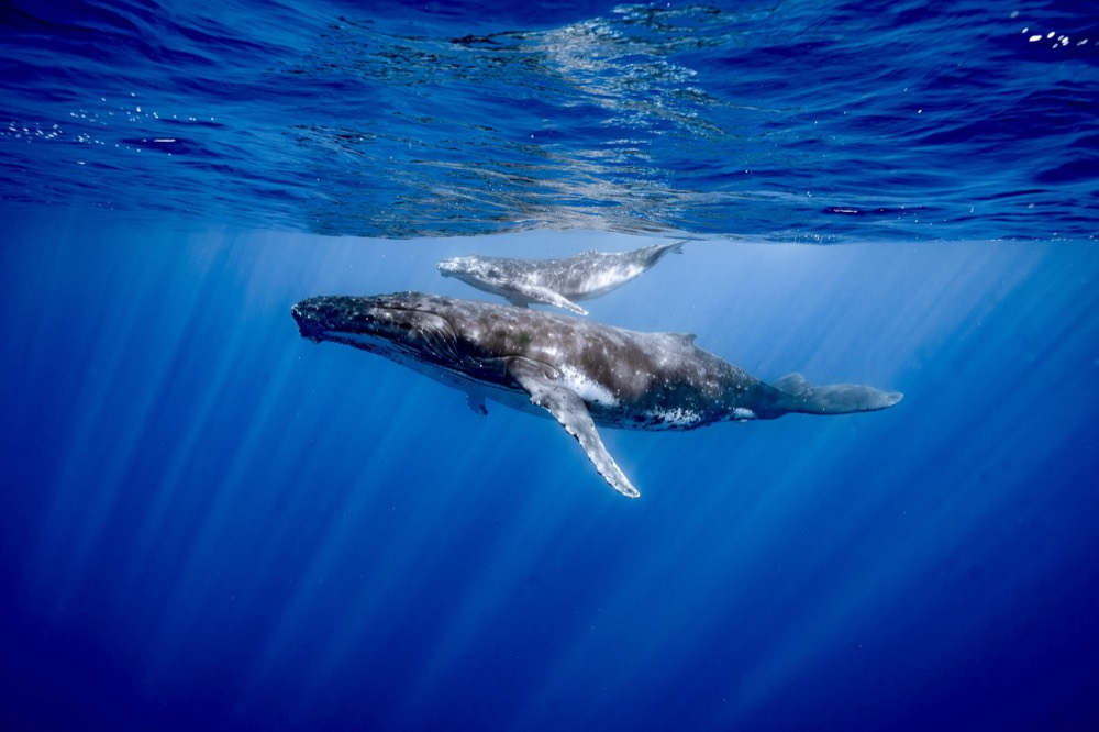 Mother humpback and calf side by side, Tahiti