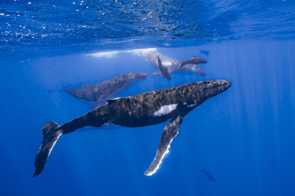 Mother humpback and calf passing close, Tahiti