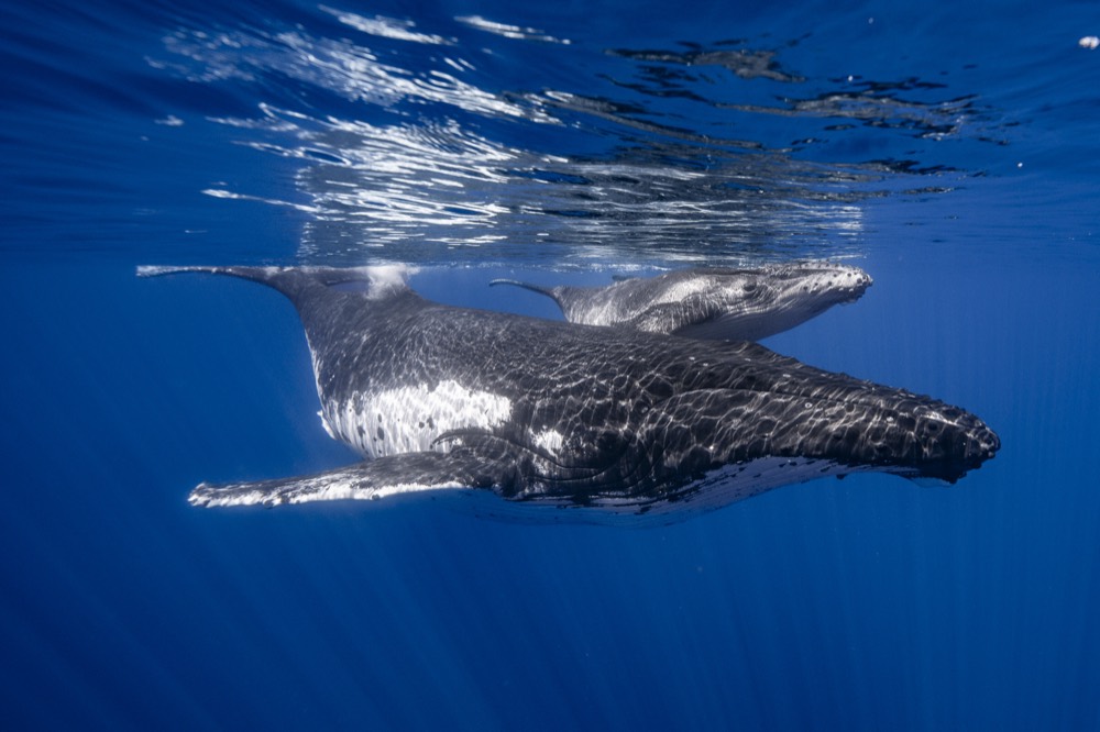 Mother humpback and calf just under the surface, Tahiti