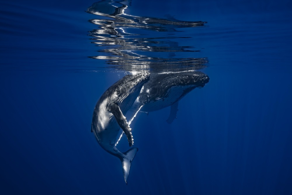 Humpback whale banking just under the surface, Tahiti