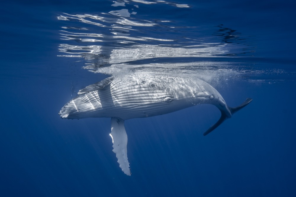 Humpback whale turning under the surface, white belly catching the light, Tahiti