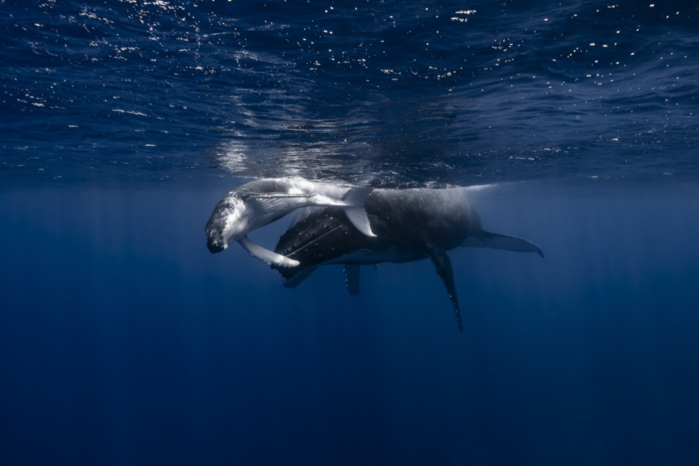 Humpback whale with her calf tucked below, Tahiti