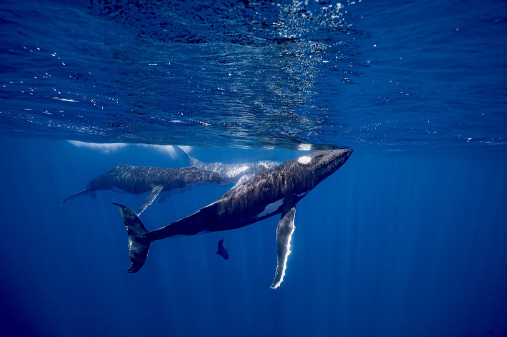 Humpback whale gliding under a bright surface, Tahiti
