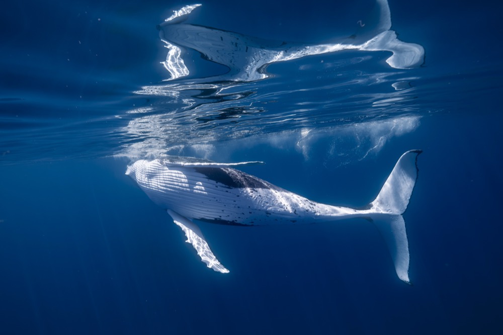 Humpback whale belly-up beneath the surface, white pectoral fin and fluke lit, Tahiti