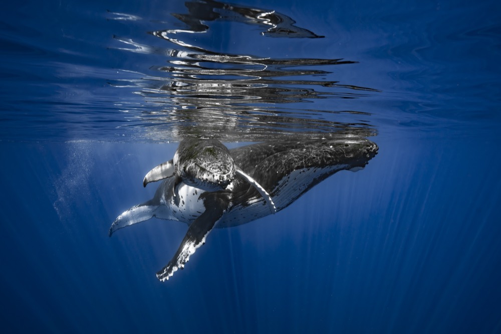 Humpback with a calf at its side under a rippled surface, sunrays below, Tahiti
