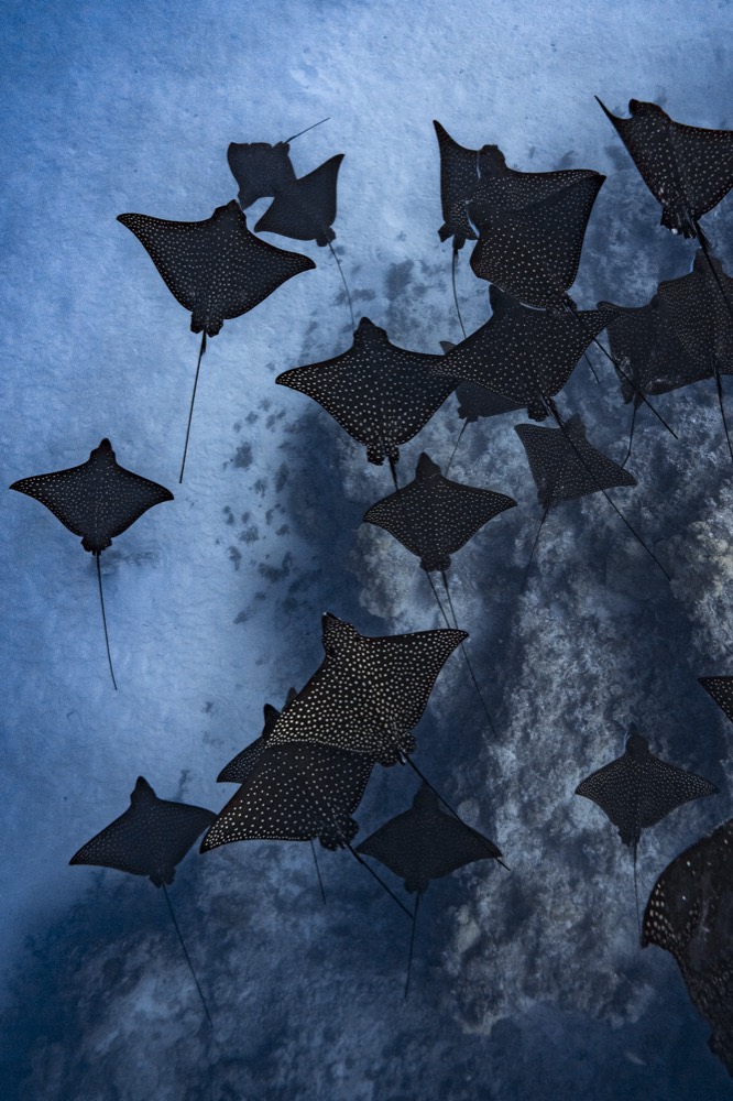 School of eagle rays over sand, seen from above, Tahiti