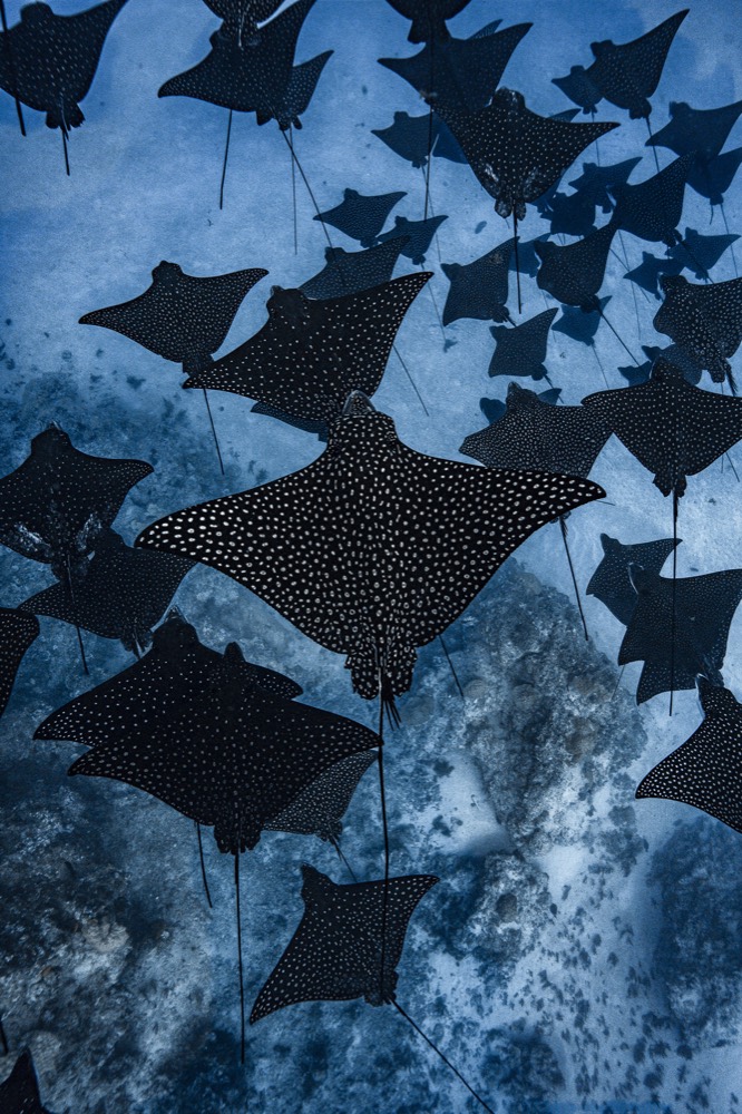 Spotted eagle rays seen from above over pale sand, Tahiti