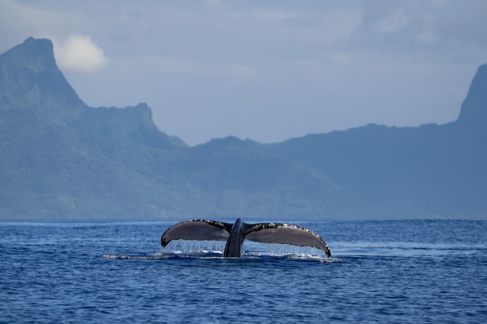 Humpback fluke at the surface with Mo’orea’s peaks behind, seen from Tahiti