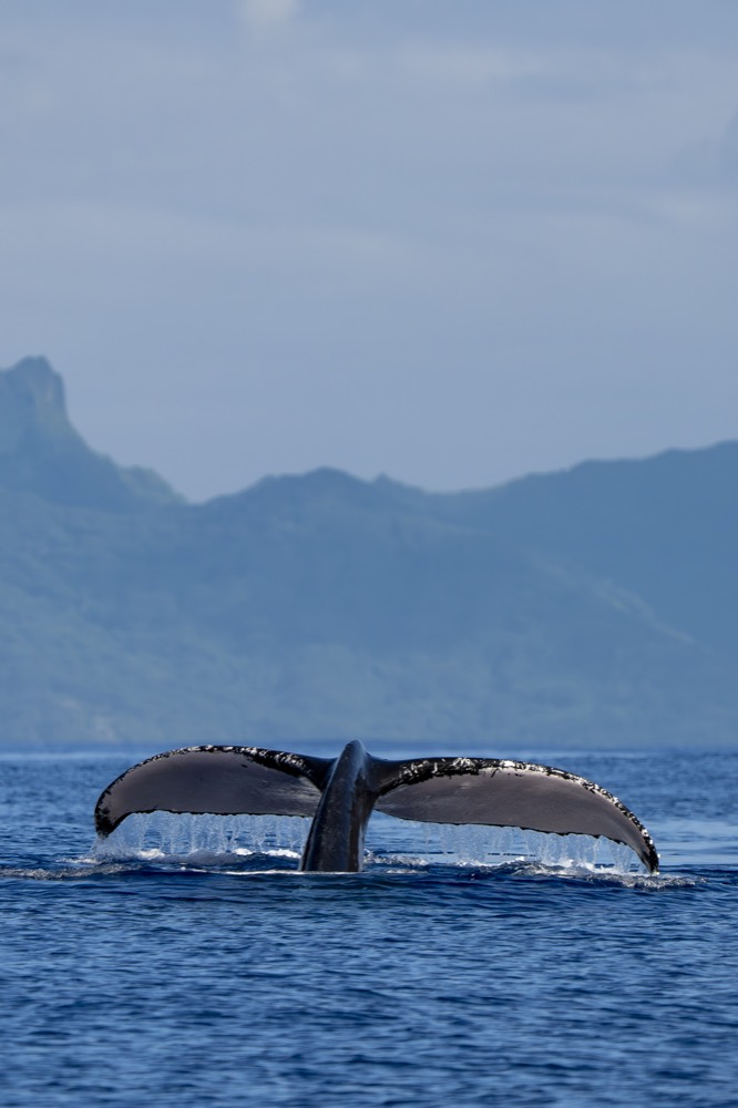 Humpback fluke at the surface under Mo’orea’s peaks, seen from Tahiti