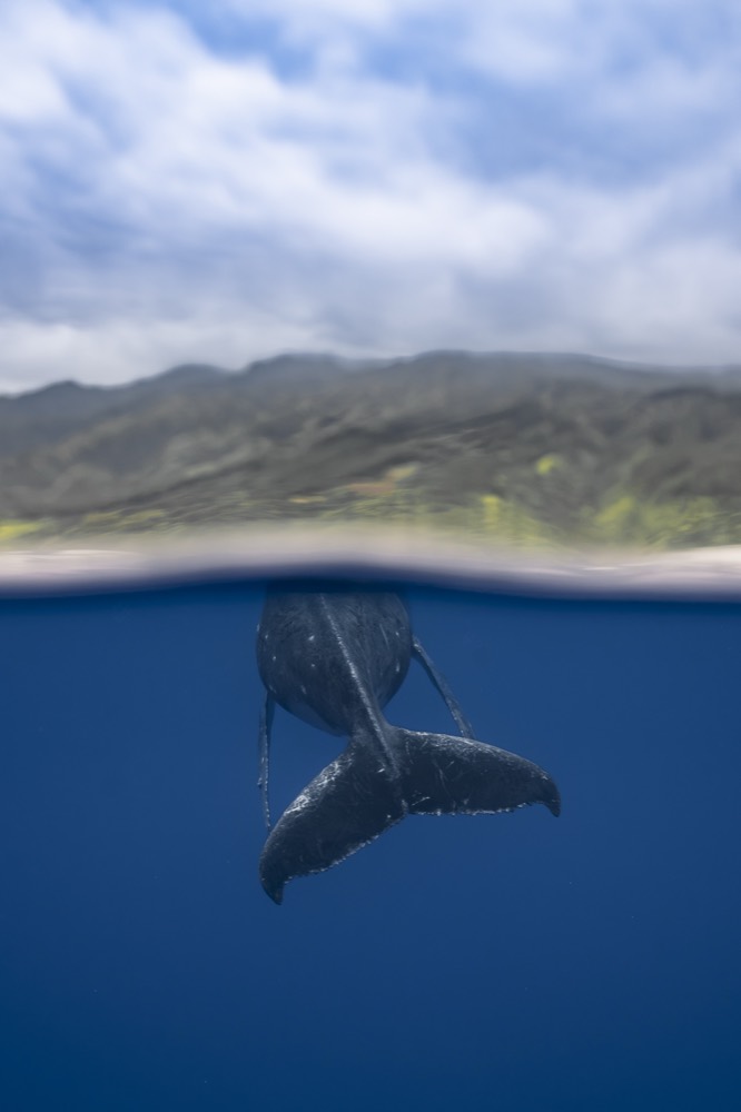 Split frame: a humpback fluke below the waterline, the coast and clouds above, Tahiti