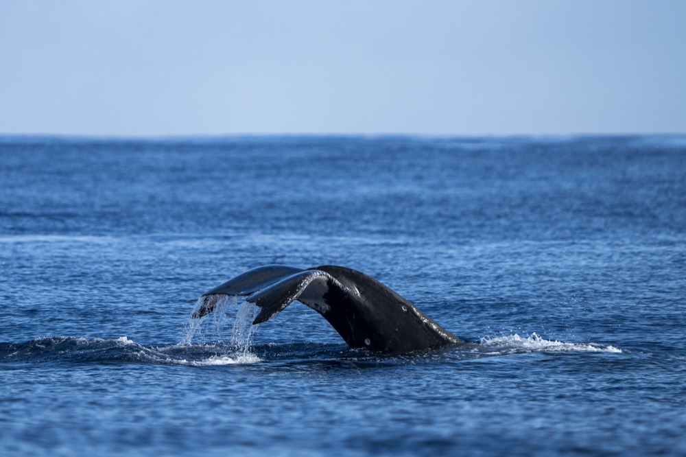 Humpback fluke lifting from the water with spray pouring off, Tahiti