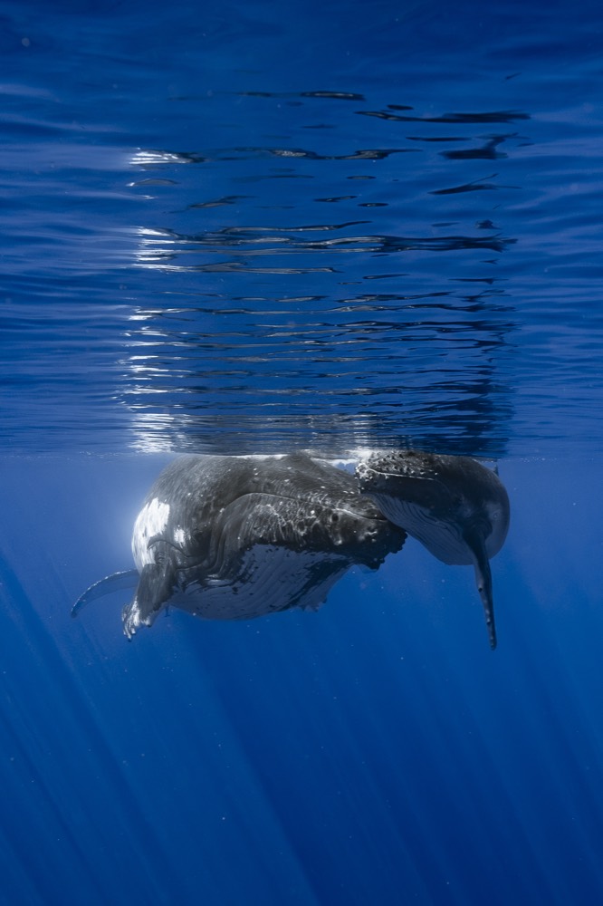 Humpback mother and calf side by side below a mirrored surface, Tahiti