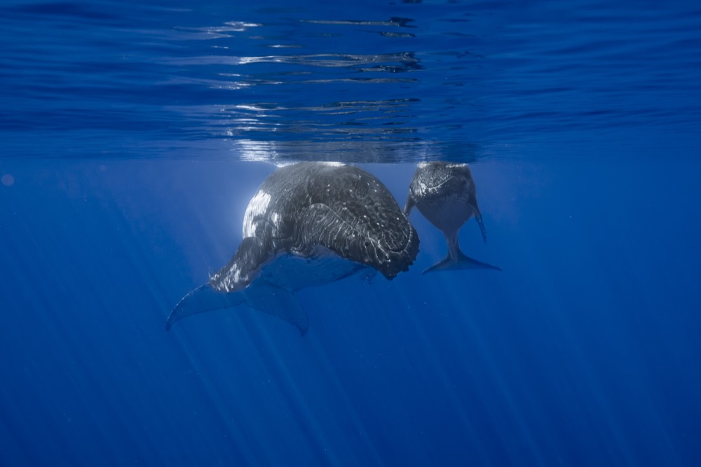 Humpback mother and calf in sunrays under the surface, Tahiti