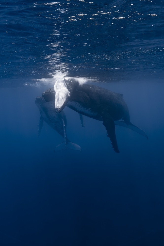 Humpback mother and calf rising beneath a bright patch of surface, Tahiti