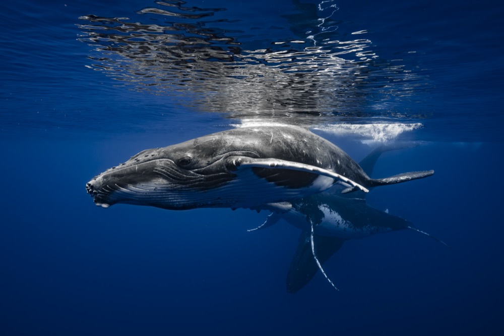Humpback whale with a white pectoral fin gliding under a rippled surface, Tahiti