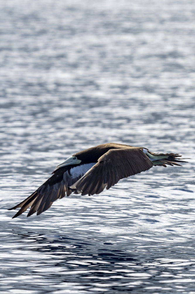 A seabird in flight low over glittering water, Tahiti