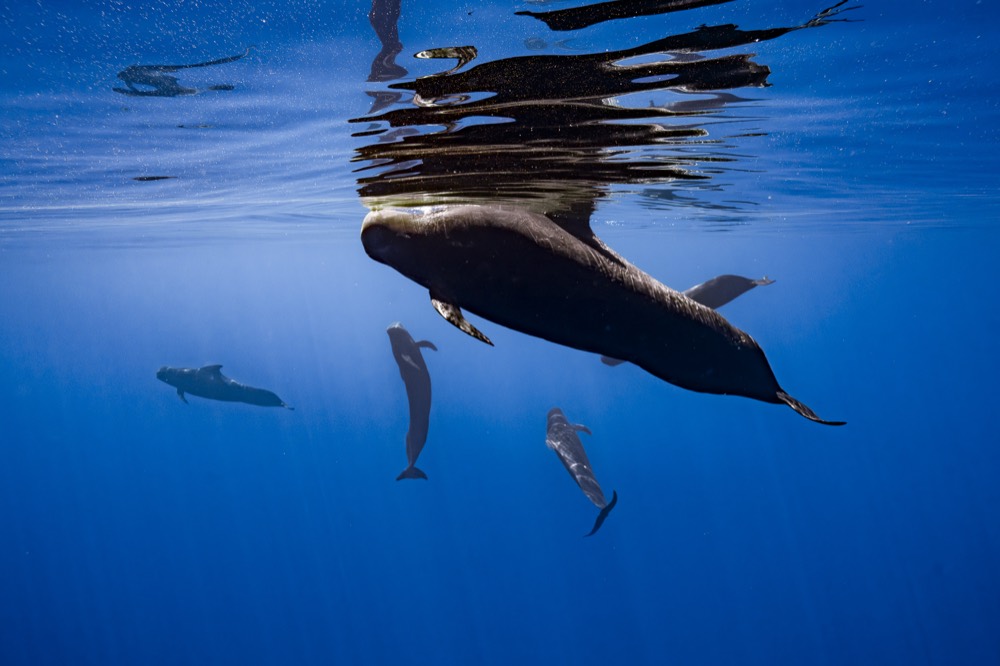 A dark whale beneath a mirrored surface with smaller animals alongside, Tahiti