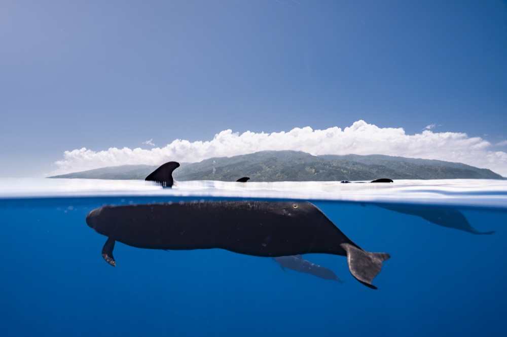 Split frame: a whale at the waterline, the island coast and a cloud bank behind, Tahiti