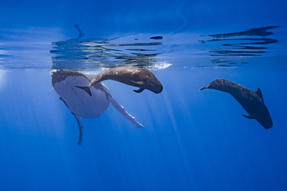 Whales gathered near the surface in bright blue water with sunrays, Tahiti