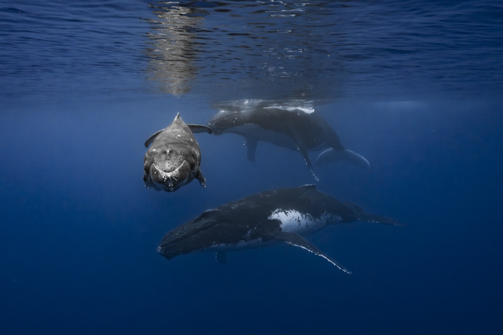 Humpback whales and a calf gathered below the surface, Tahiti