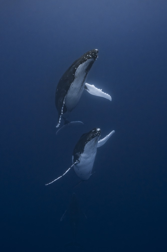 Two humpback whales rising head-up through blue water, Tahiti