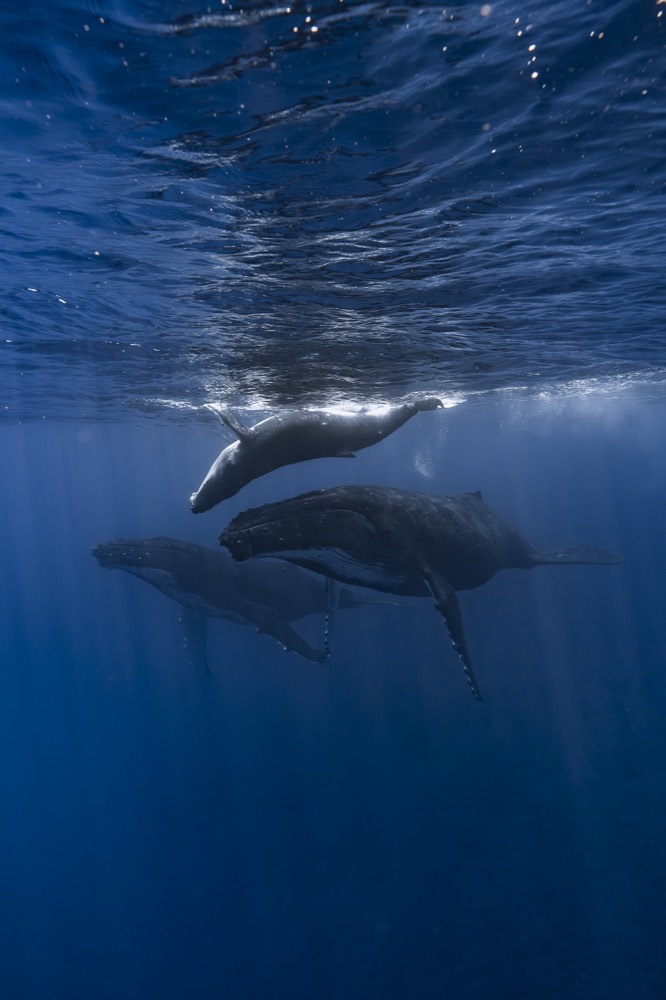Humpback whales together just below the surface, Tahiti