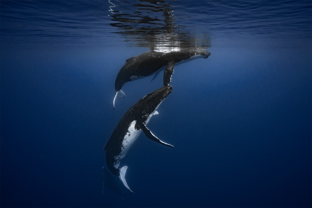Two humpback whales, one beneath the other, white pectoral fins catching the light, Tahiti