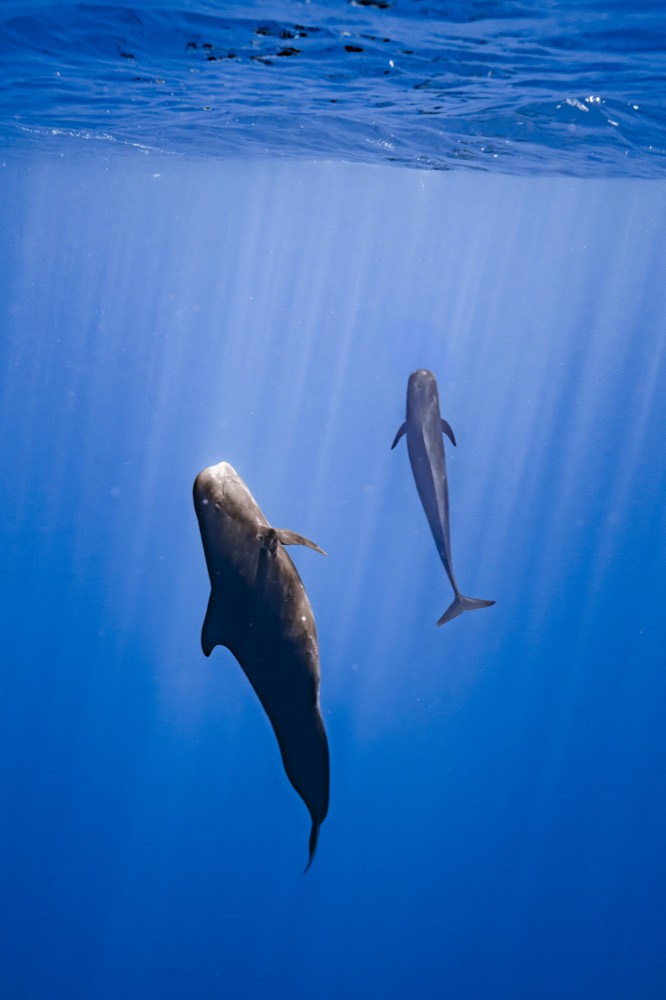 Two whales in sunbeams, one large and one slim, rising through blue water, Tahiti