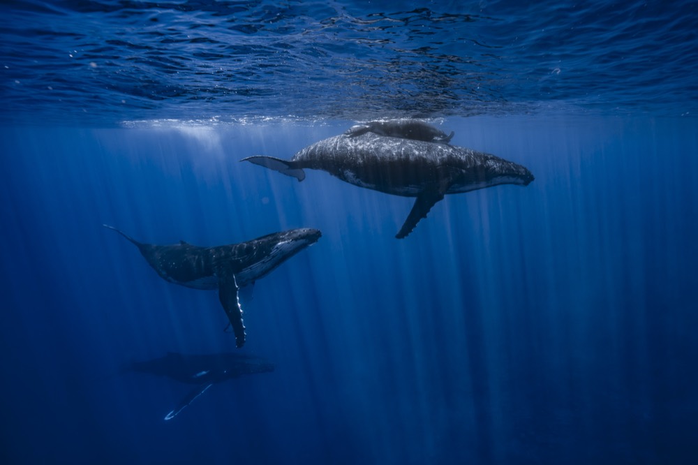 Humpback whales gliding through sunrays under the surface, Tahiti