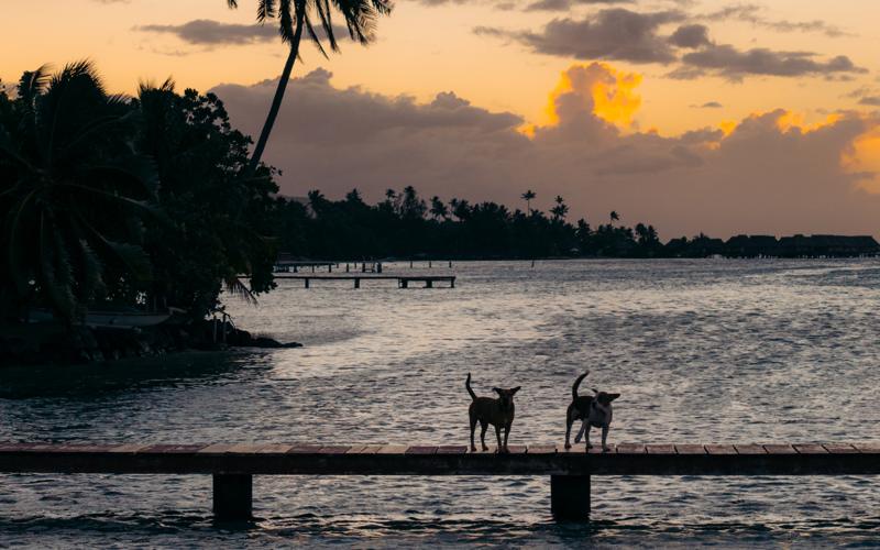 A jetty at sunset on Mo'orea, palms against a gold sky