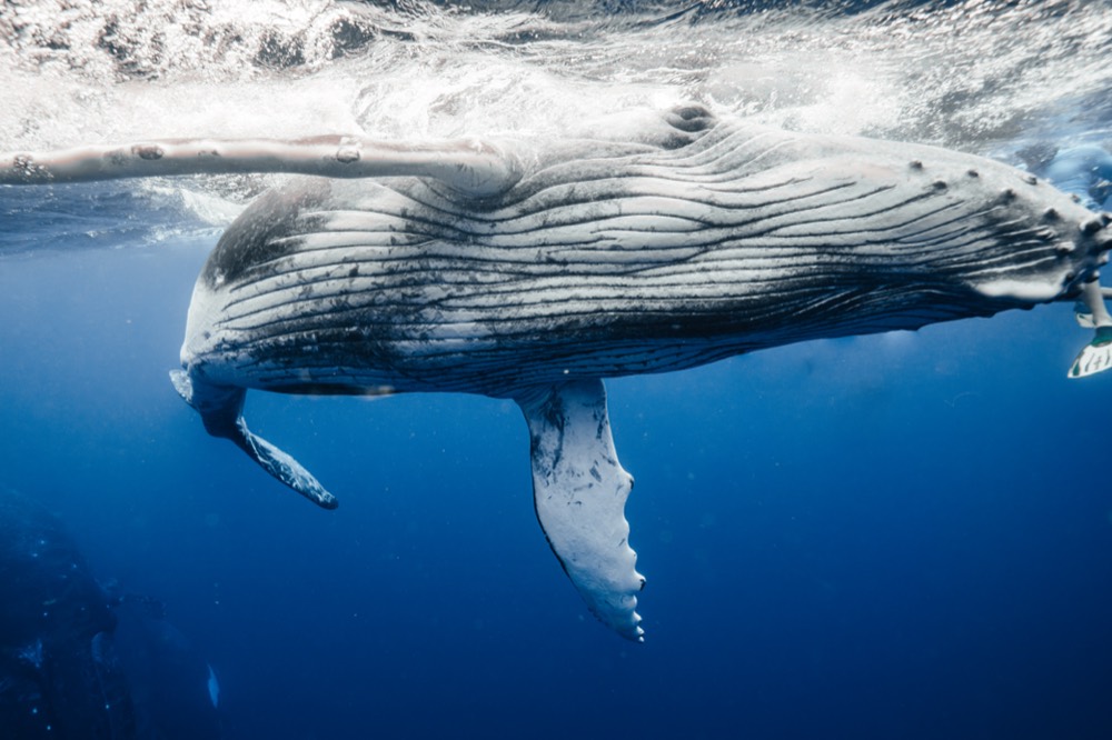 Adult humpback whale filling the frame under the surface, Mo'orea