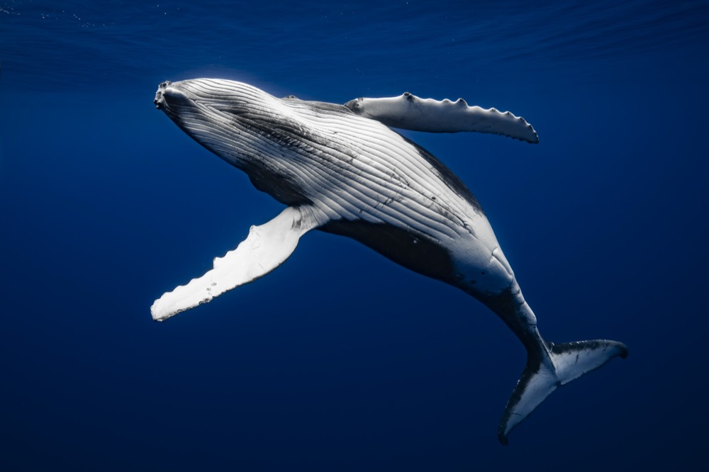 Humpback whale banking with both pectoral fins spread, Tahiti