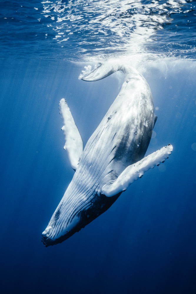 Humpback whale descending towards the camera, pectoral fins wide, Mo'orea