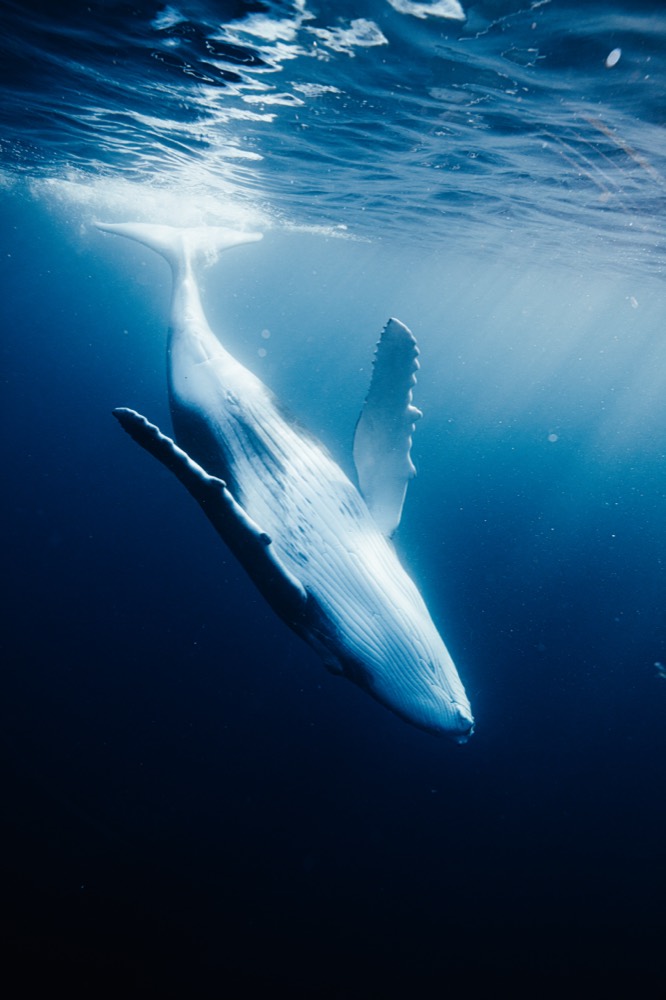 Humpback whale rising to the surface, white belly in the light, Mo'orea